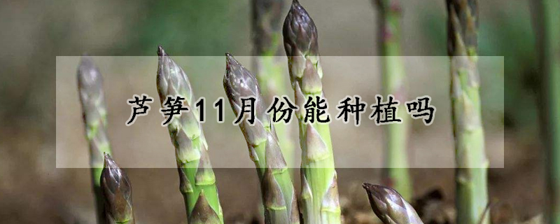 蘆筍11月份能種植嗎