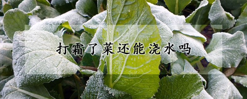 打霜了菜還能澆水嗎