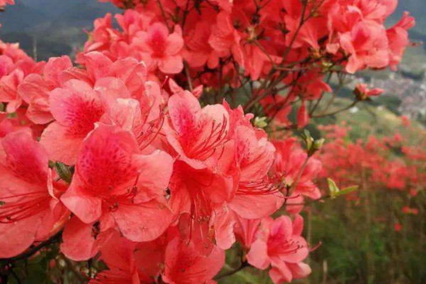 杜鵑花怎麼養才能更旺盛