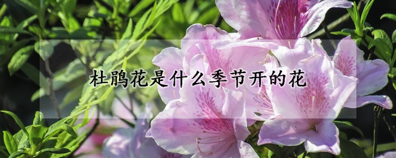 杜鵑花是什麼季節開的花