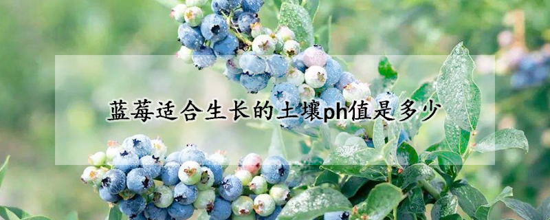 藍莓適合生長的土壤ph值是多少