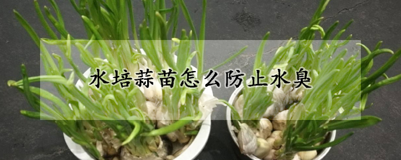 水培蒜苗怎麼防止水臭