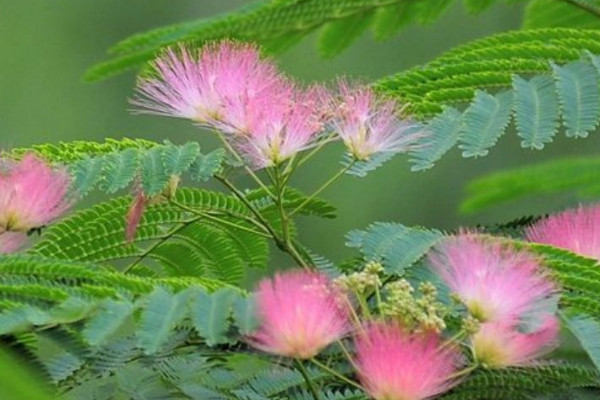 代表同性戀的花是什麼花 代表愛情的花有哪些