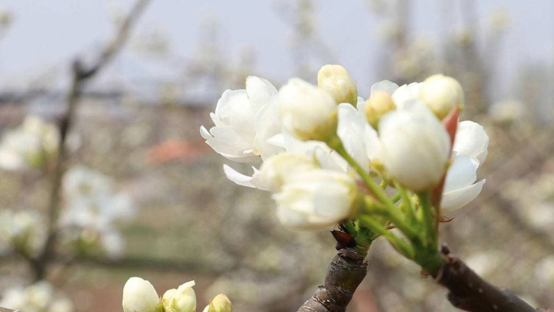 梨樹花芽發育差,疏花芽時該怎麼辦