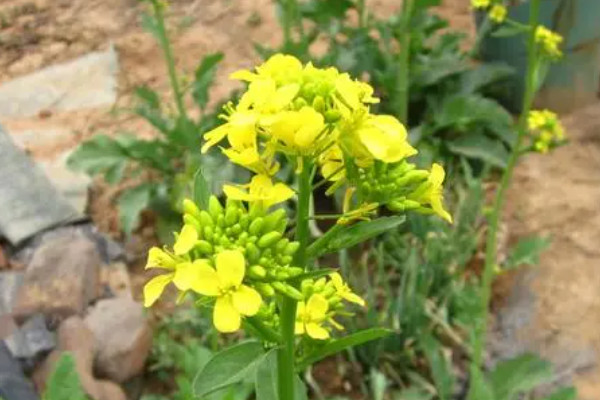 白菜花怎麼種