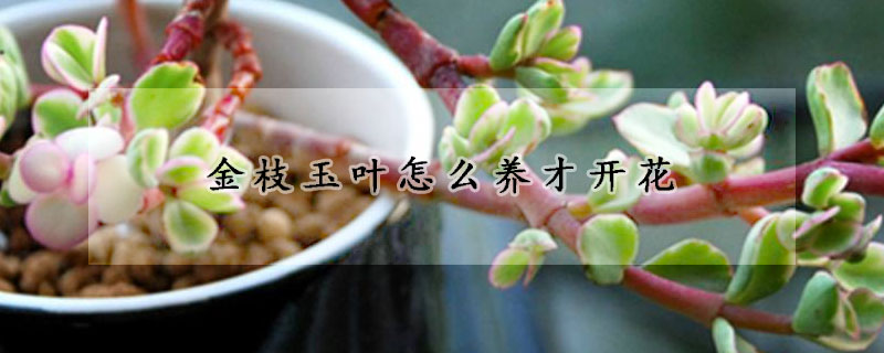 金枝玉葉怎麼養才開花