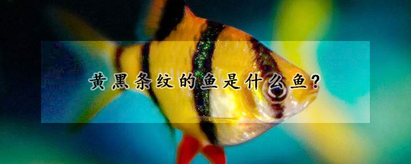 黃黑條紋的魚是什麼魚?