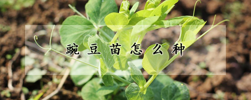 豌豆苗怎麼種