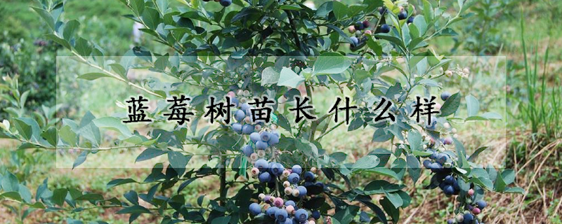 藍莓樹苗長什麼樣