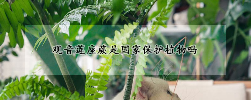 觀音蓮座蕨是國家保護植物嗎