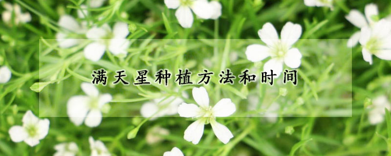 滿天星種植方法和時間