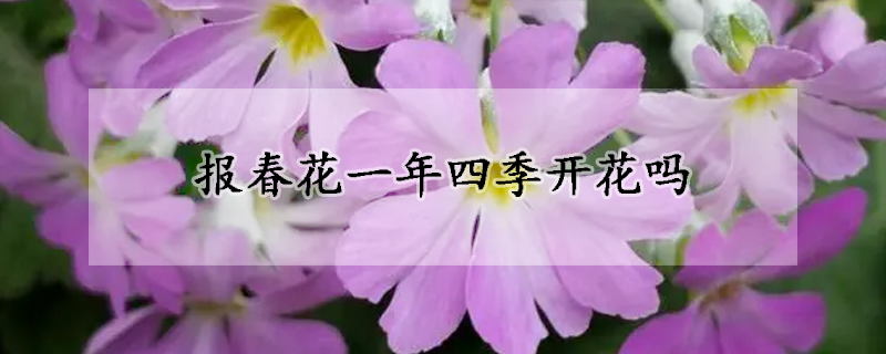 報春花一年四季開花嗎