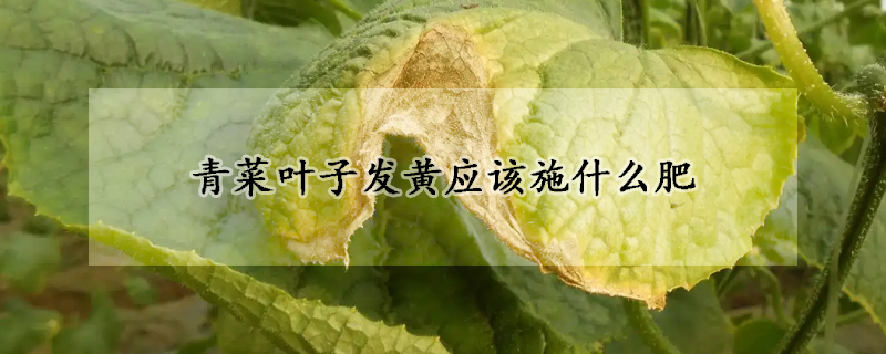 青菜葉子發黃應該施什麼肥