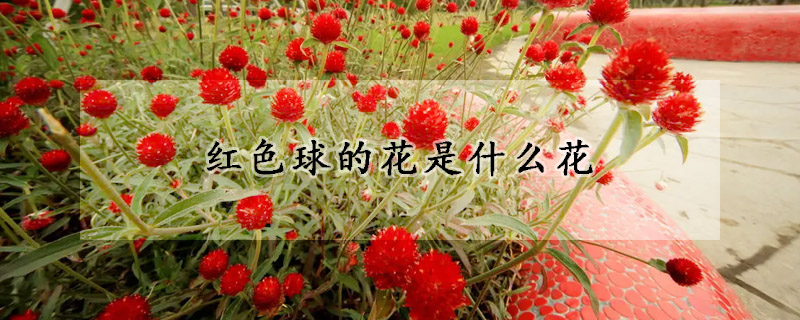 紅色球的花是什麼花