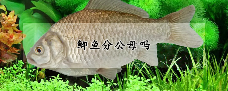 鯽魚分公母嗎