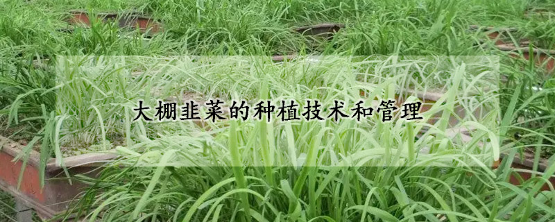 大棚韭菜的種植技術和管理