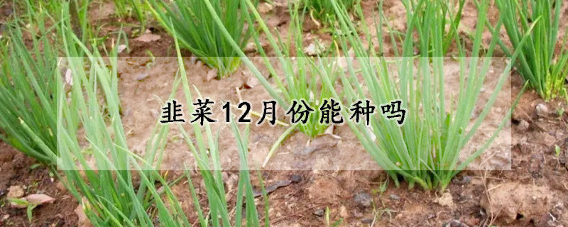 韭菜12月份能種嗎