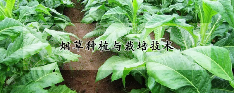 煙草種植與栽培技術