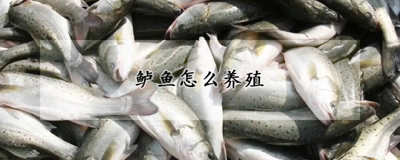 鱸魚怎麼養殖