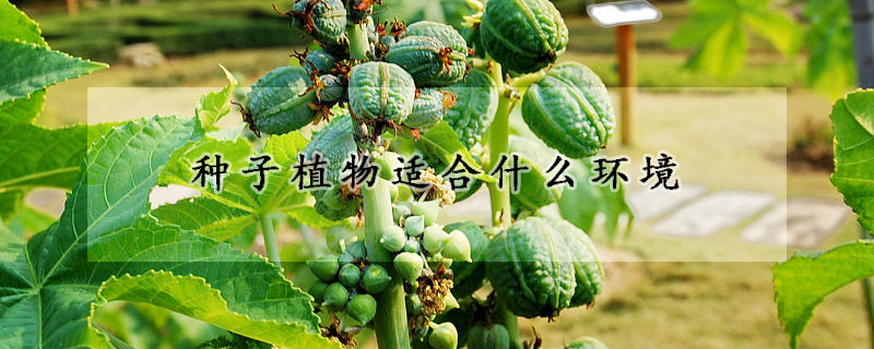 種子植物適合什麼環境