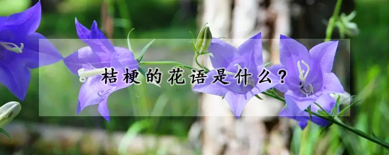 桔梗的花語是什麼?