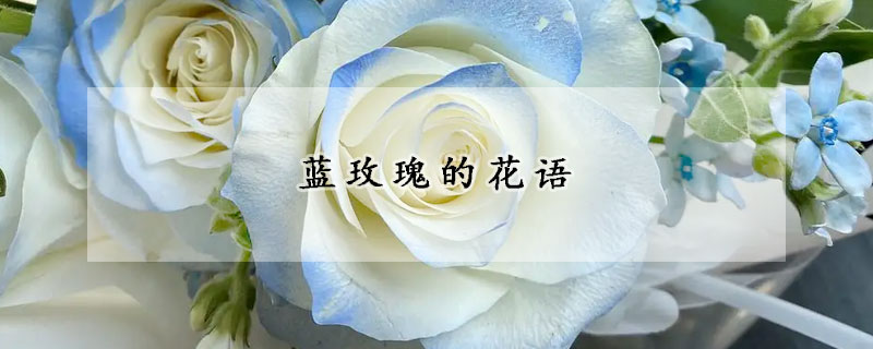 藍玫瑰的花語