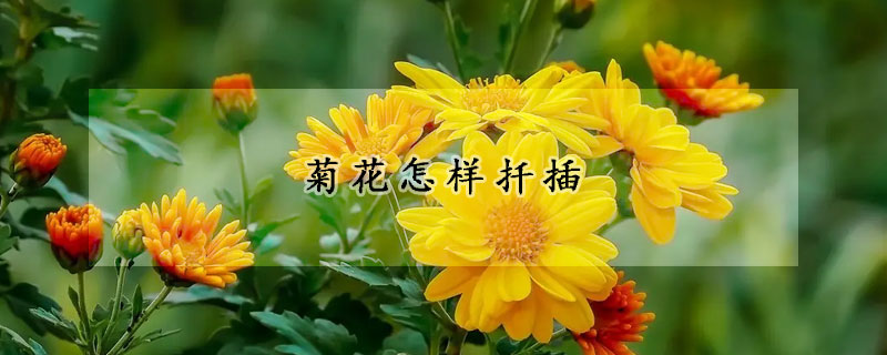 菊花怎樣扡插