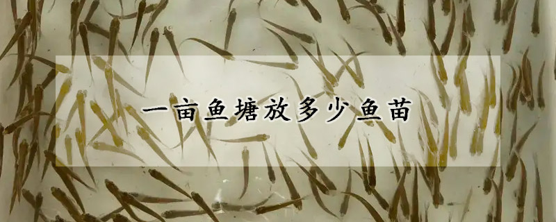 一畝魚塘放多少魚苗