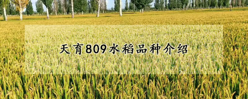 天育809水稻品種介紹