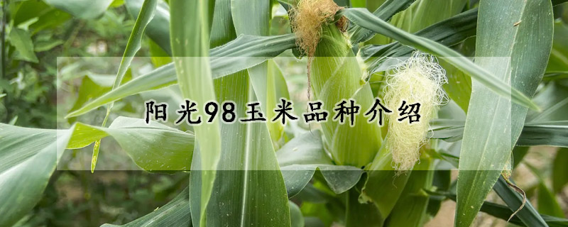 陽光98玉米品種介紹