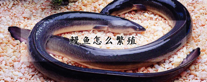 鰻魚怎麼繁殖