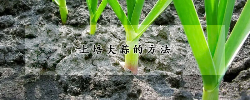 土培大蒜的方法