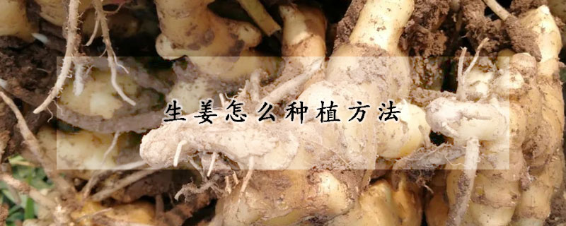 生薑怎麼種植方法