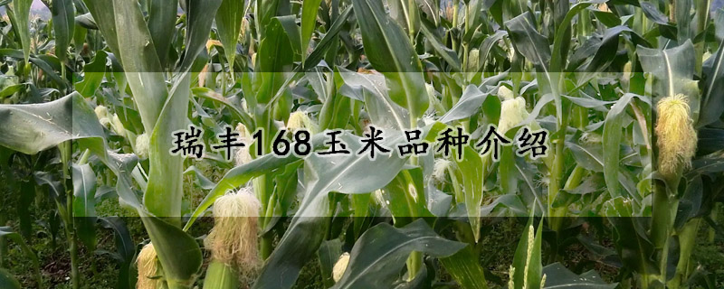 瑞豐168玉米品種介紹