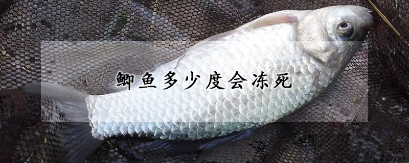 鯽魚多少度會凍死