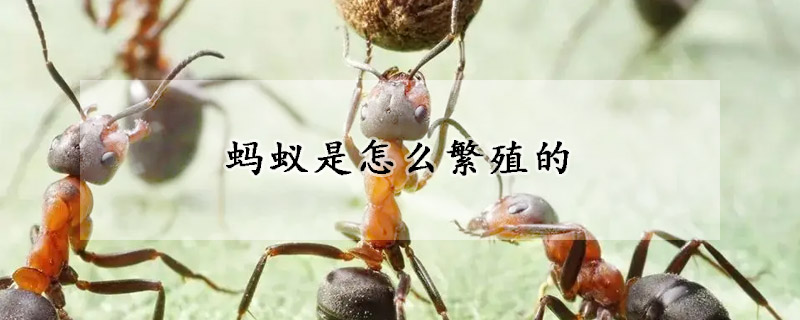 螞蟻是怎麼繁殖的