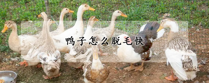 鴨子怎麼脫毛快