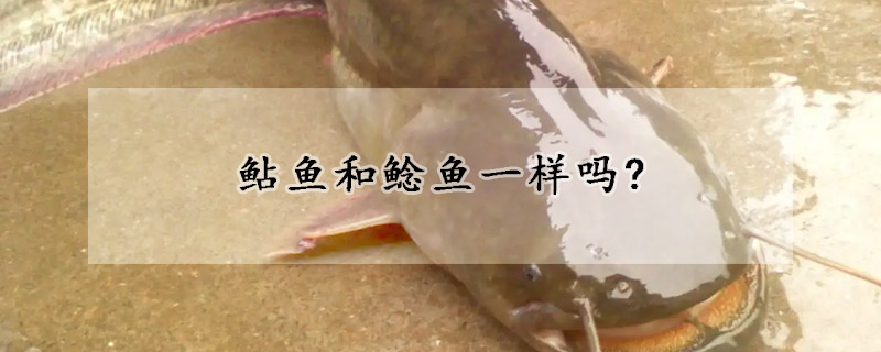 鯰魚和鯰魚一樣嗎?