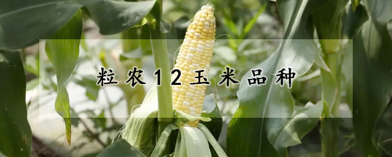 粒農12玉米品種