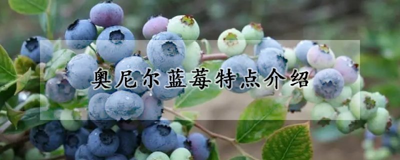 奧尼爾藍莓特點介紹