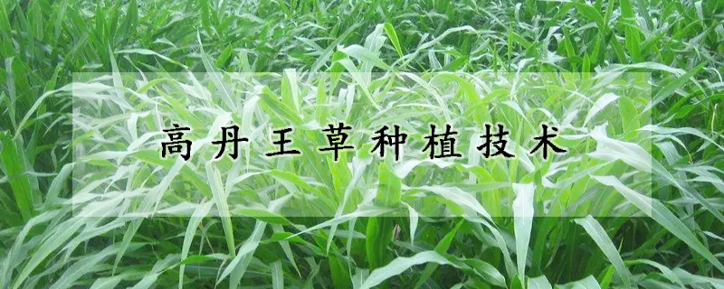 高丹王草種植技術