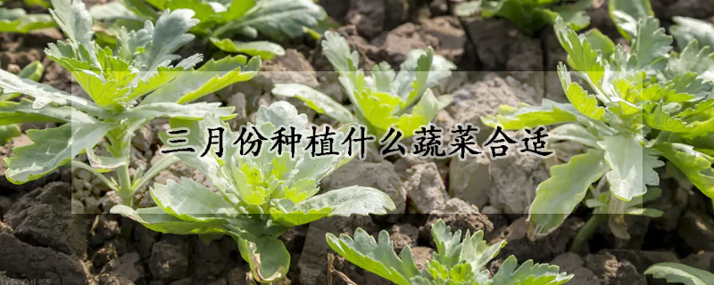 三月份種植什麼蔬菜合適