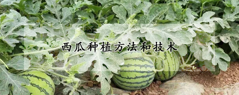 西瓜種植方法和技術