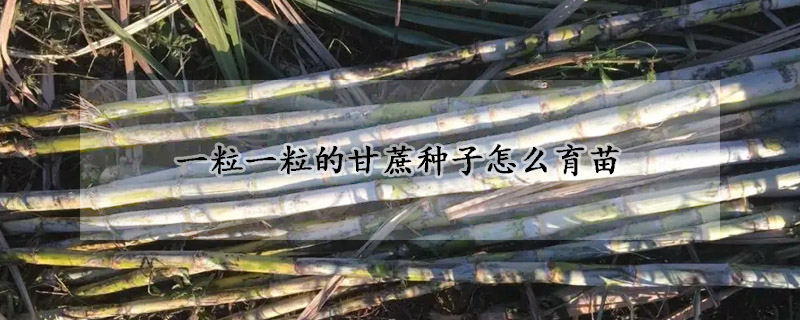 一粒一粒的甘蔗種子怎麼育苗