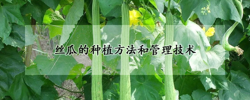 絲瓜的種植方法和管理技術