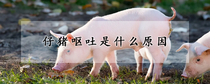 仔豬嘔吐是什麼原因