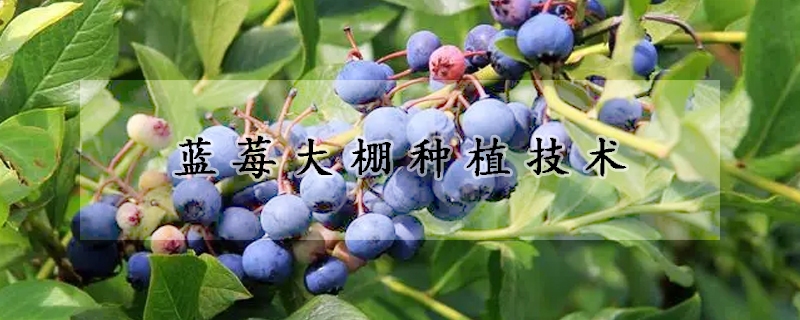 藍莓大棚種植技術