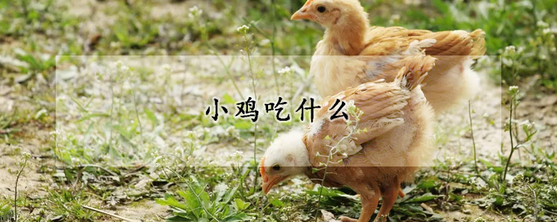 小雞吃什麼