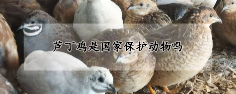 蘆丁雞是國家保護動物嗎