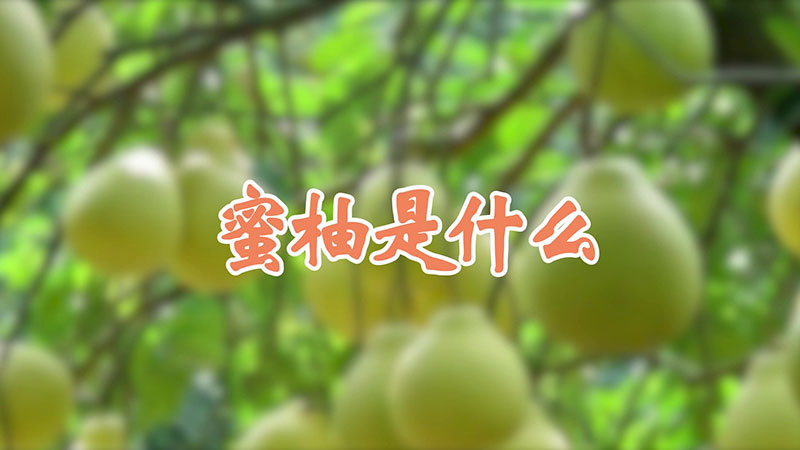 蜜柚是什麼